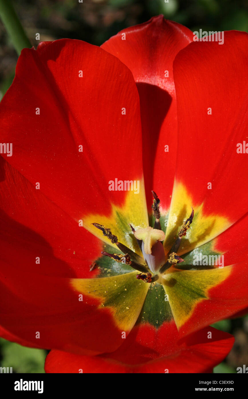 Nahaufnahme von der Fortpflanzungsorgane und die Blütenblätter einer roten Tulpe Stockfoto