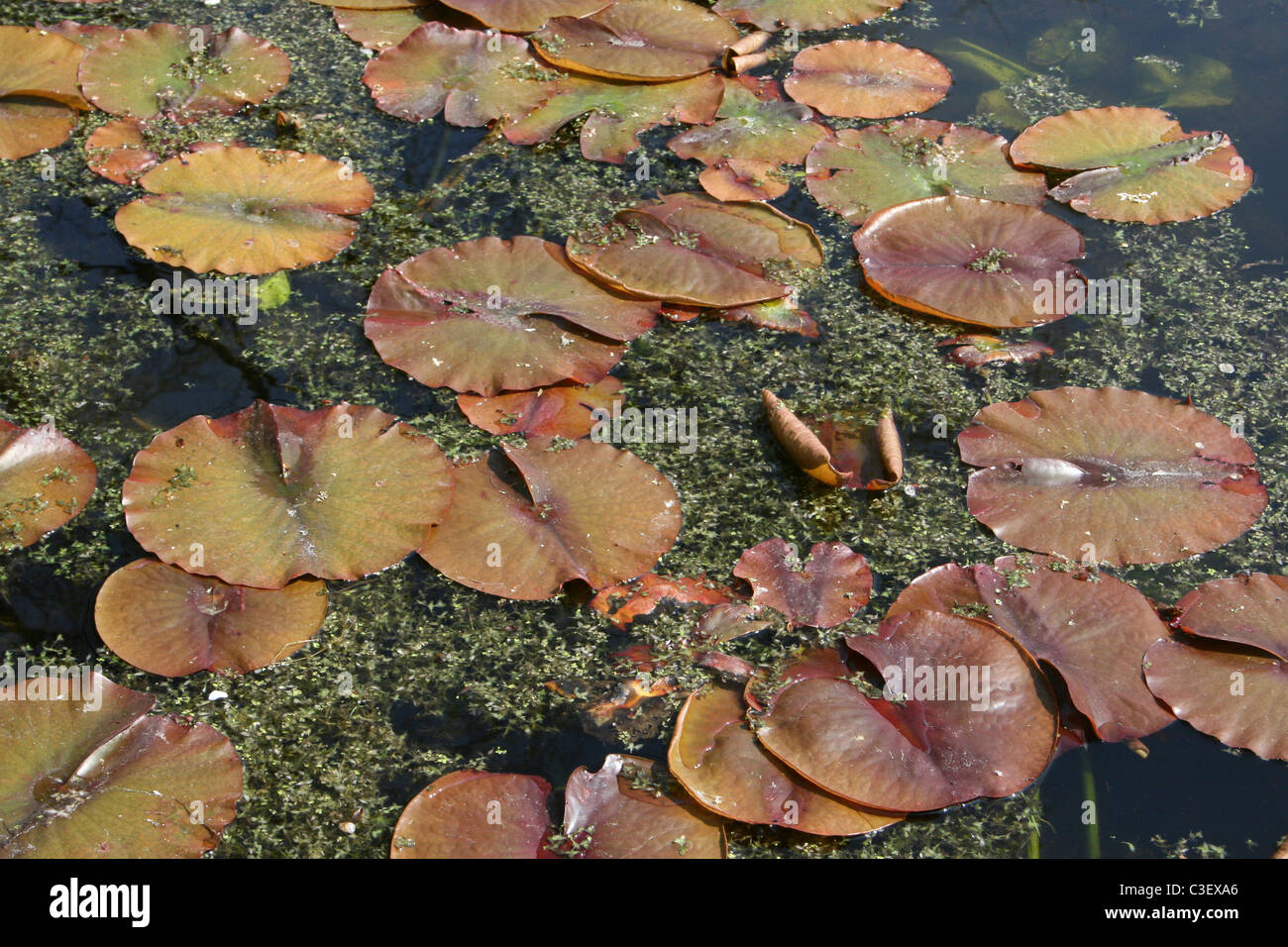 Kleinen Seerosen In einen Garten-Teich Stockfoto