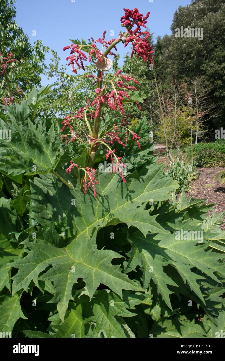 Chinesischer Rhabarber Rheum palmatum Stockfoto