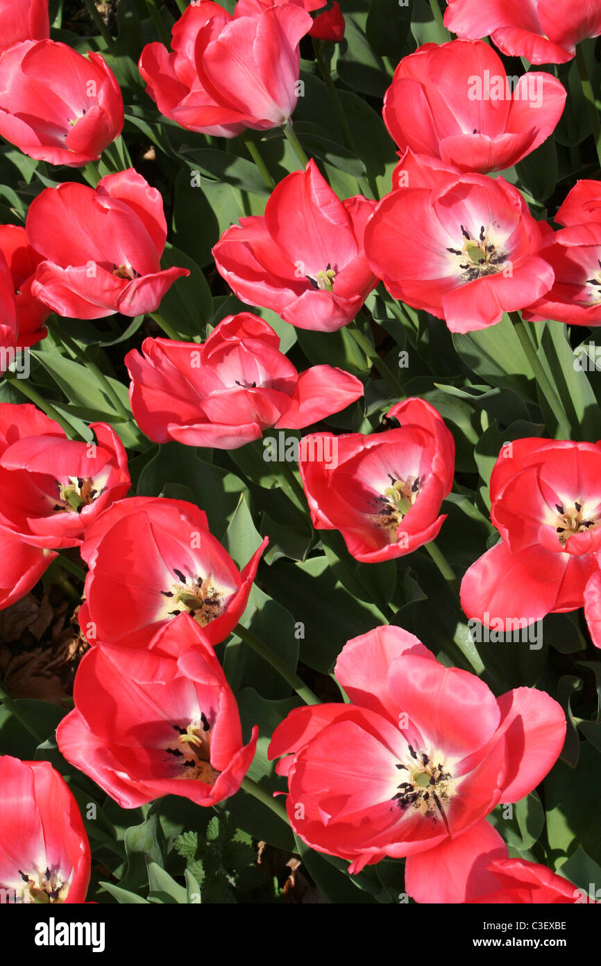 Gruppe von roten Tulpen am Ness Gärten, Wirral, UK Stockfoto