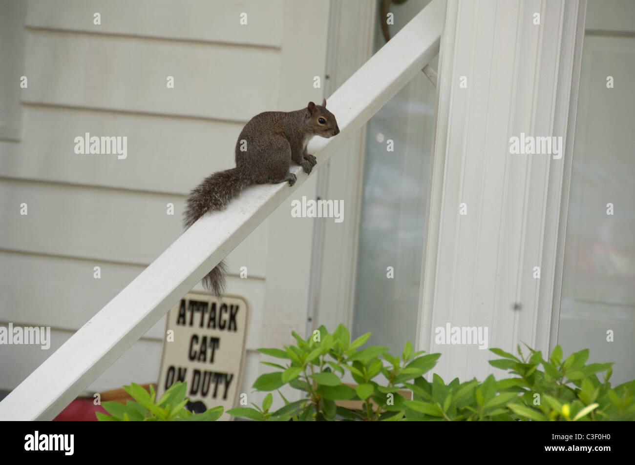 Beaufort, South Carolina. Eichhörnchen Sie auf Geländer mit "Angriff Katze im Dienst"-Zeichen. Stockfoto