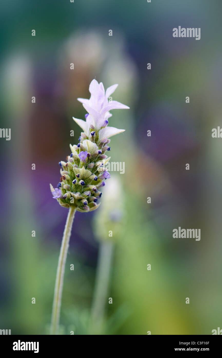 - Nahaufnahme Bild des zarten Lavendula dentata auch als Französischer Lavendel bekannt Stockfoto