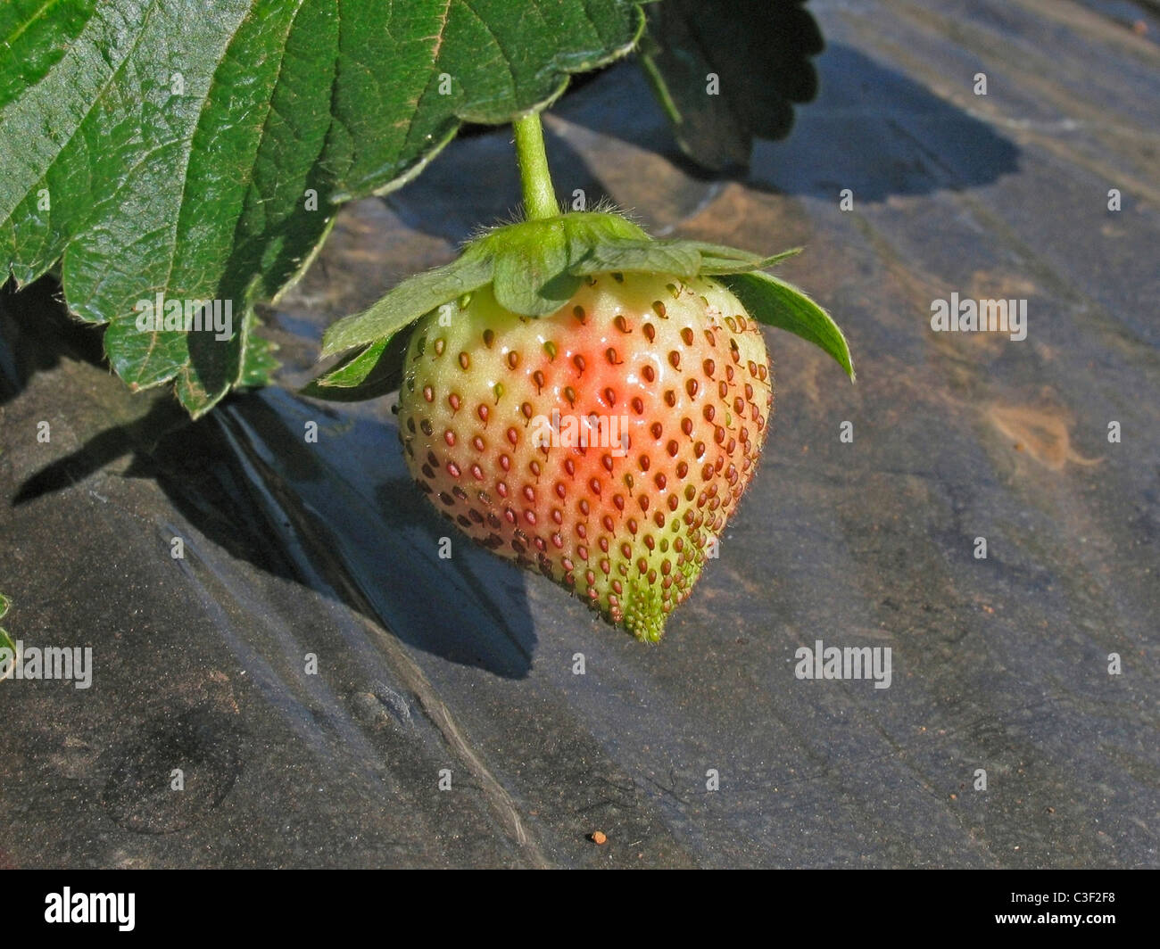 Obst, Erdbeeren Fragaria ananassa Stockfoto