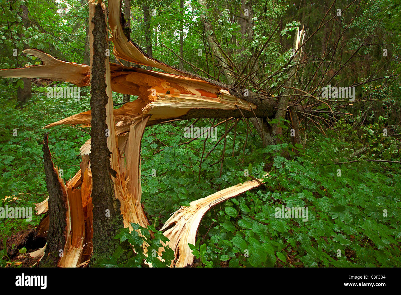 Gebrochenen Baum im Wald nach dem Sturm Stockfoto