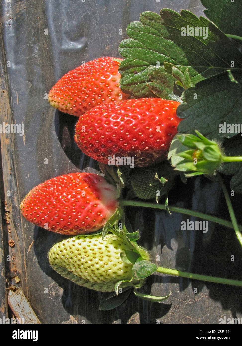 Obst, Erdbeeren Fragaria ananassa Stockfoto