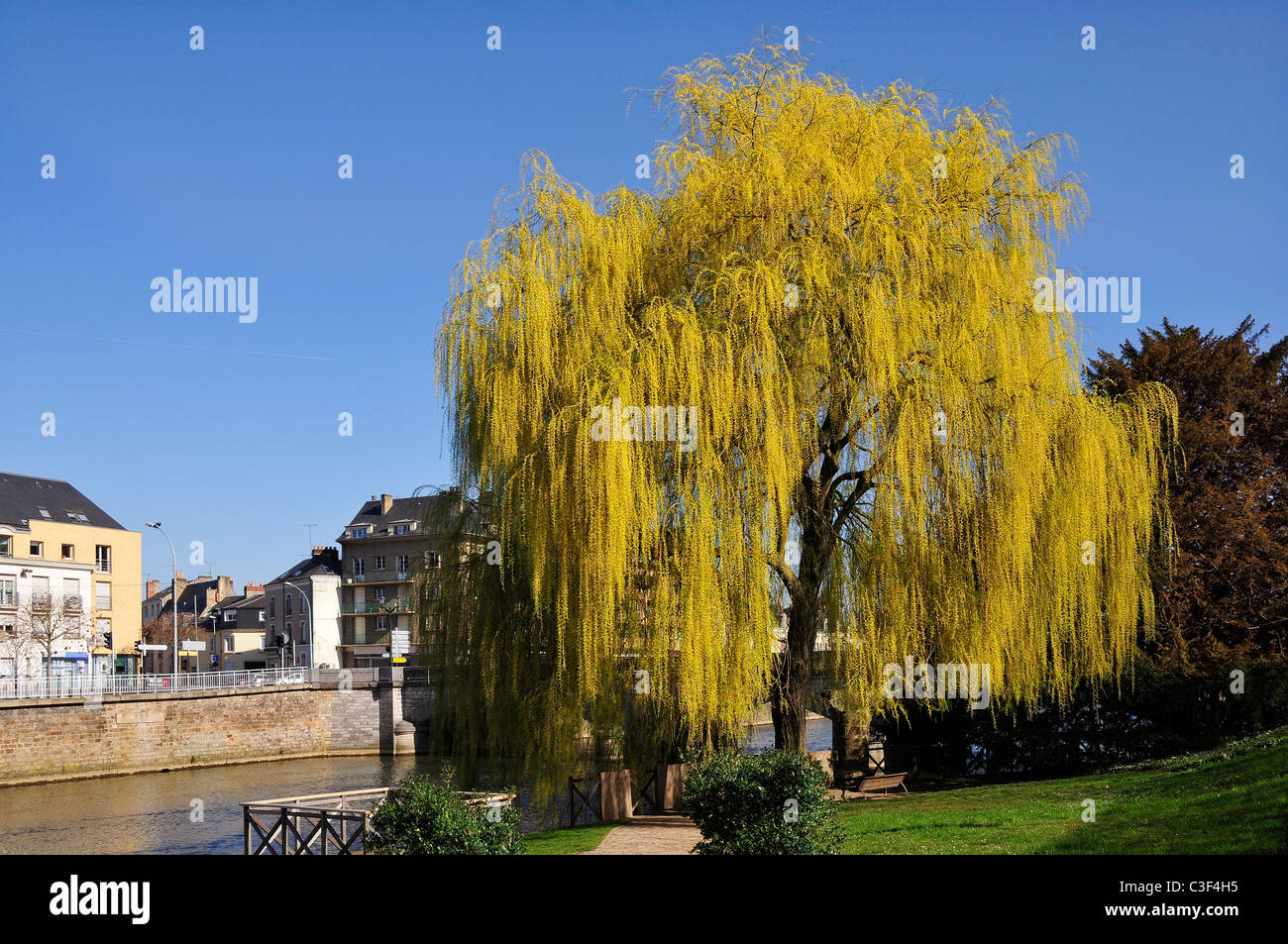 Weinende Weide am Ufer des Flusses Sarthe in Le Mans der Pays De La Loire-Region im Nordwesten Frankreichs Stockfoto