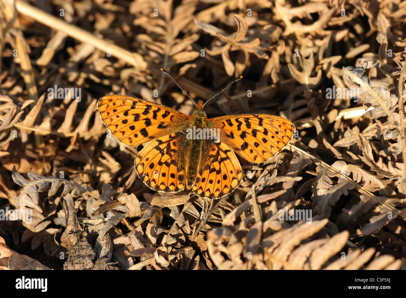 Pearl grenzt Fritillary auf Lebensraum auf Dartmoor, Devon, UK Stockfoto