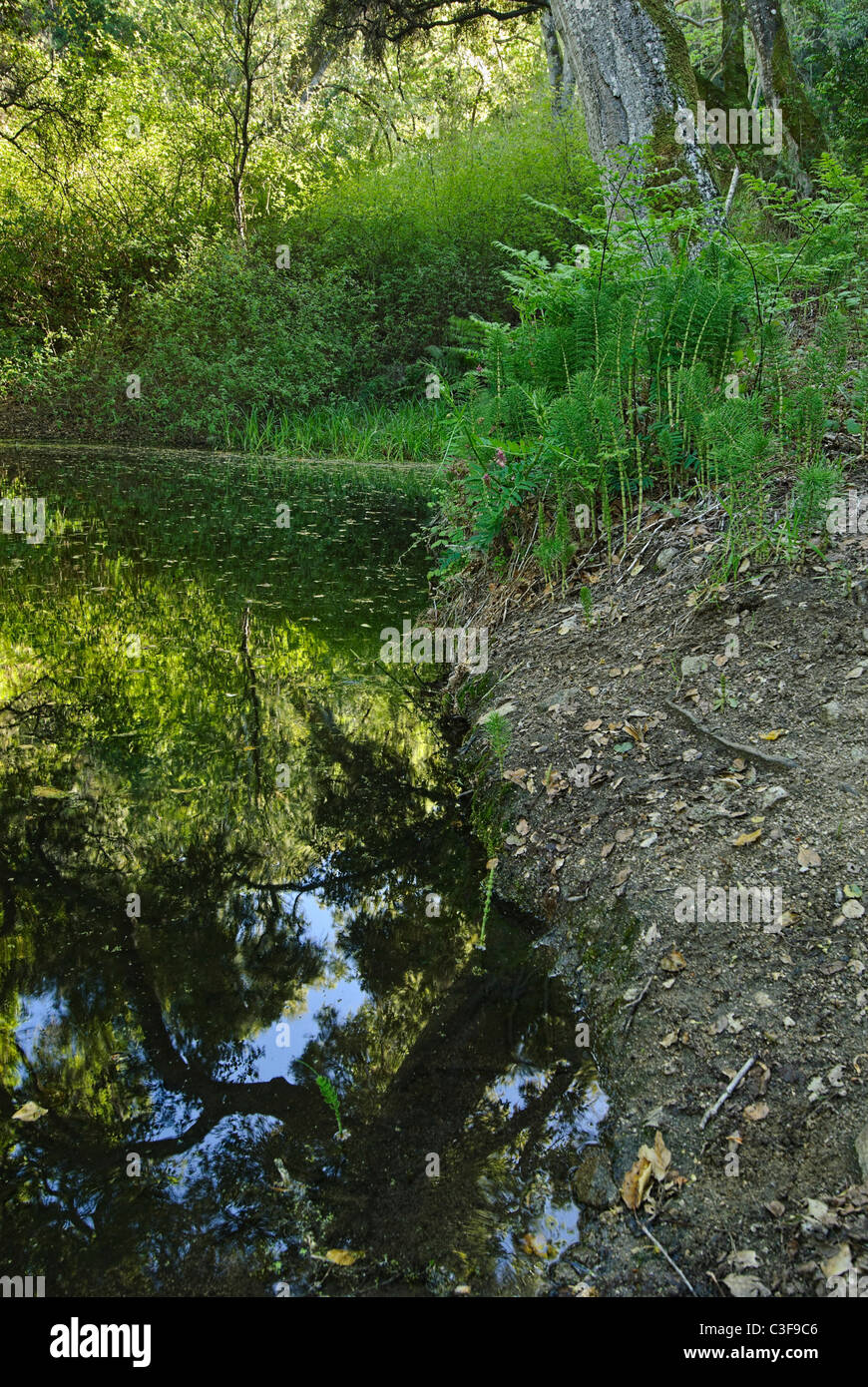 Farn Teich am Garland Ranch Park, Monterey, CA. Stockfoto