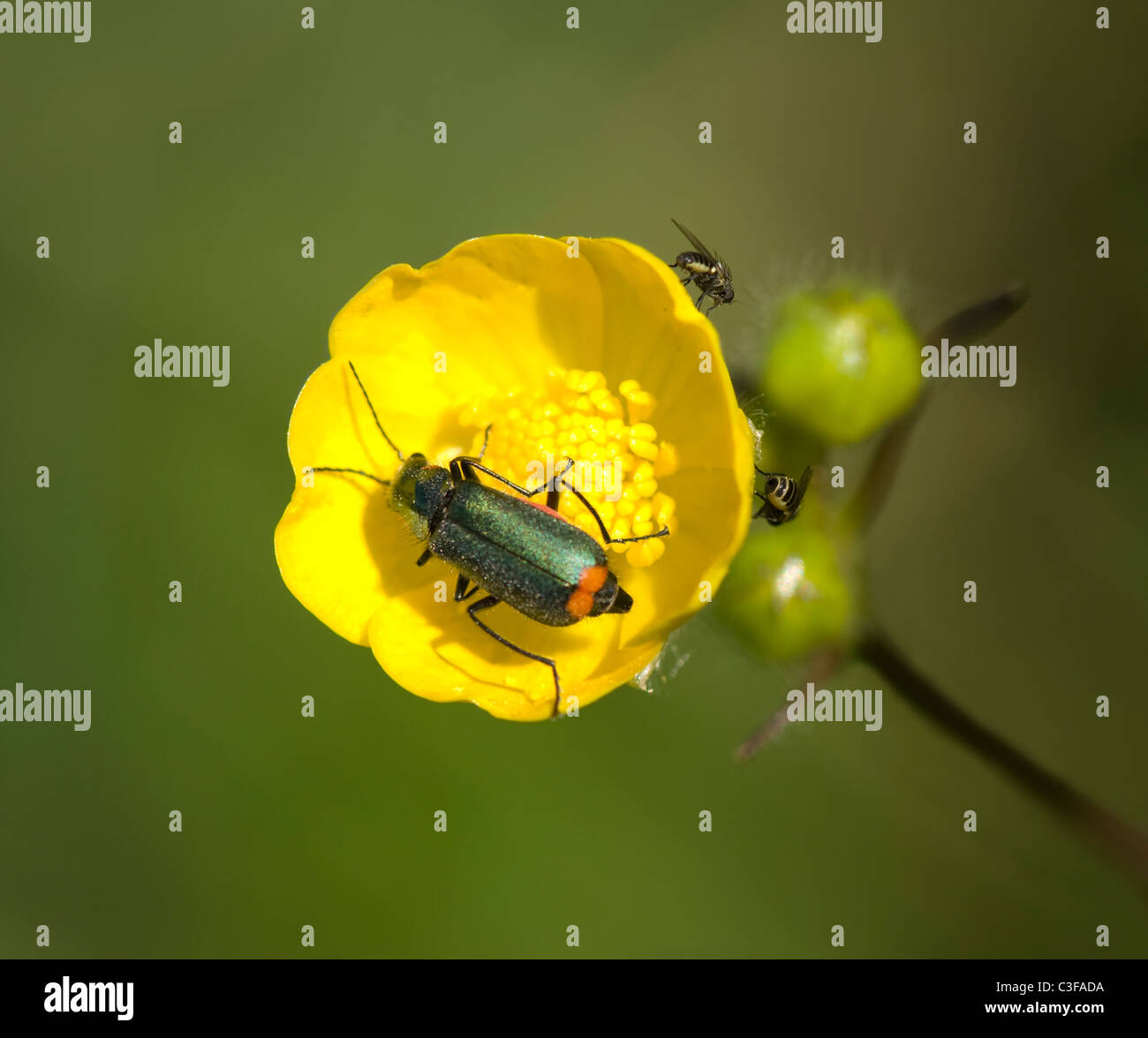 Soft-Winged Blume Käfer (Malachius Bipustulatus), Frankreich Stockfoto