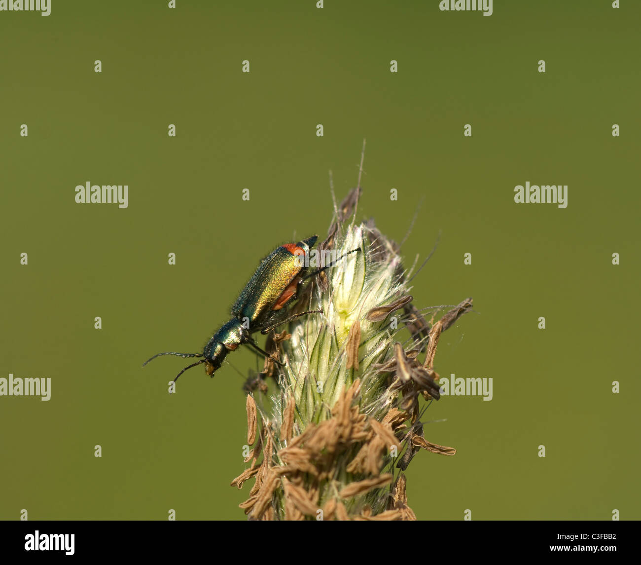 Soft-Winged Blume Käfer (Malachius Bipustulatus), Frankreich Stockfoto