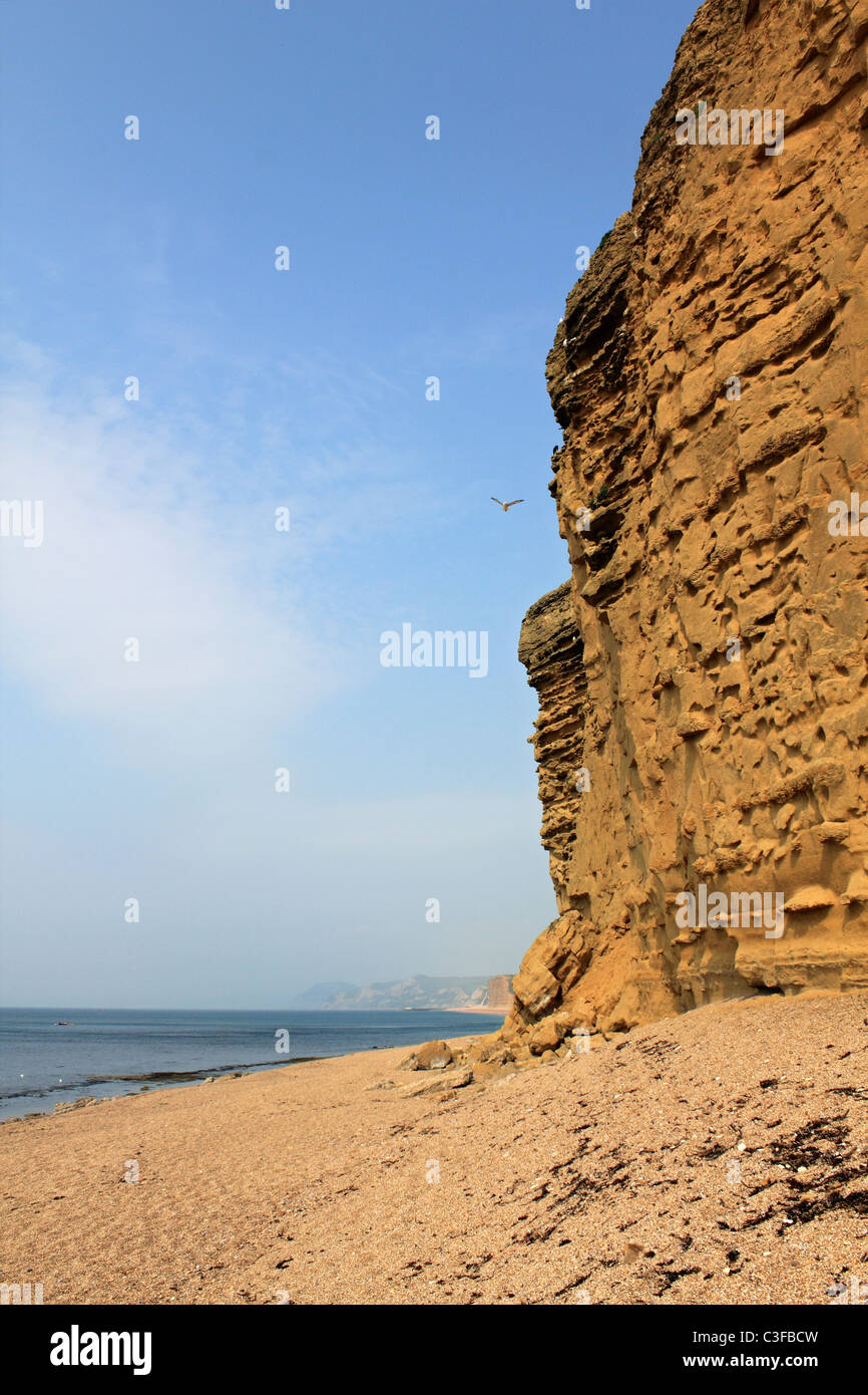 Sandstein-Klippen bei Burton Bradstock in der Nähe von Bridport an der Jurassic Coast, Dorset England UK. Stockfoto