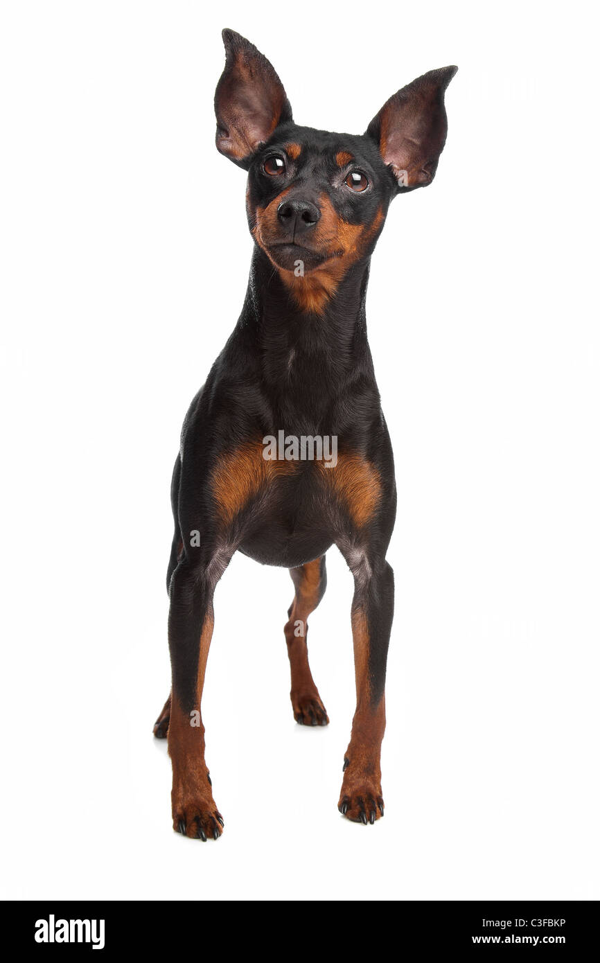 Zwergpinscher vor einem weißen Hintergrund Stockfoto