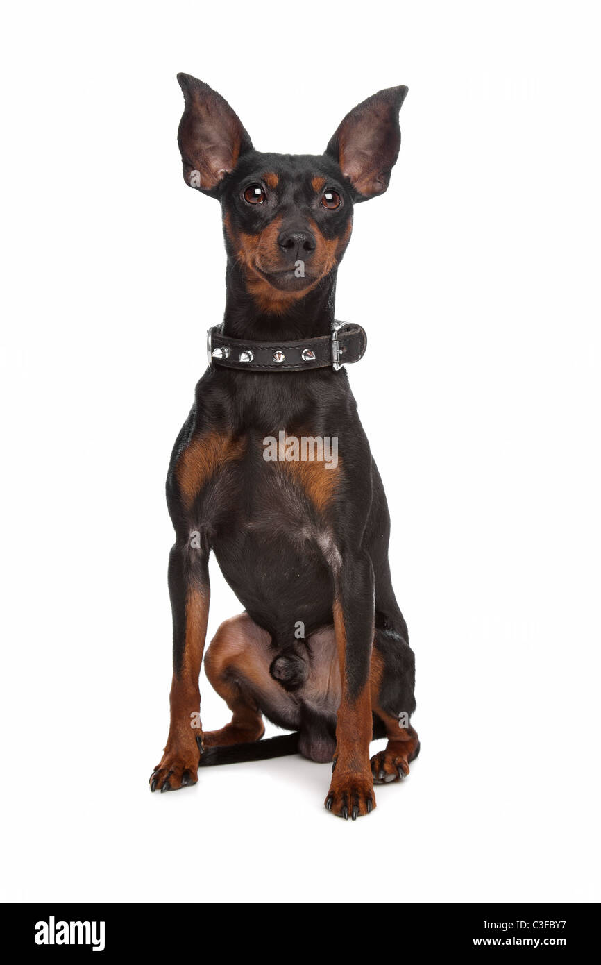 Zwergpinscher vor einem weißen Hintergrund Stockfoto