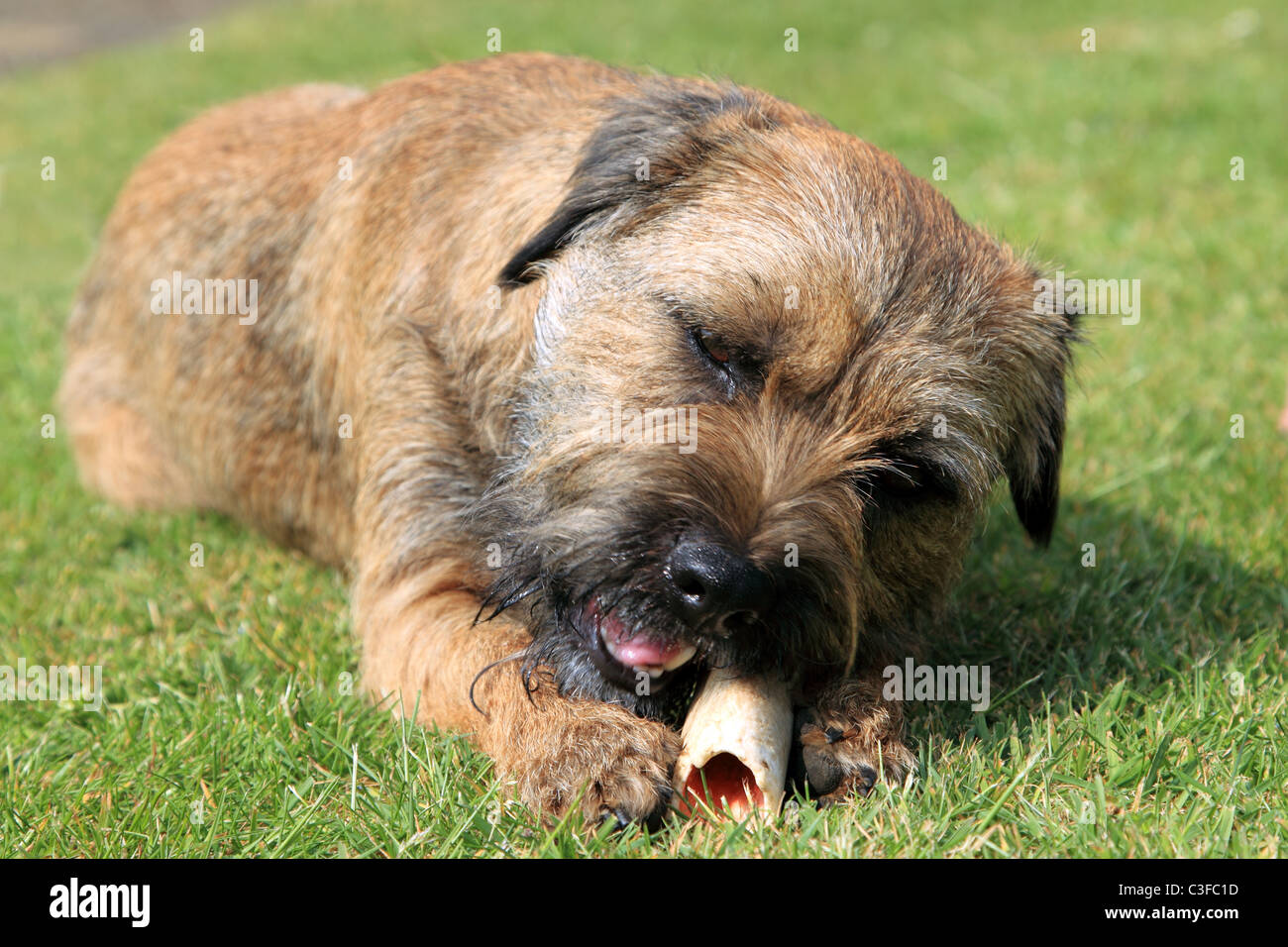 Border Terrier Hund einen Knochen zu kauen Stockfoto