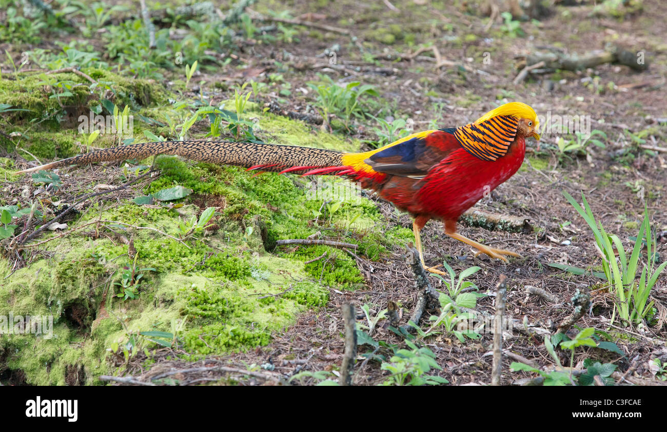Goldene oder chinesische Fasan Chrysolophus Pictus in Tresco Abbey Gardens auf die Isles of Scilly Stockfoto