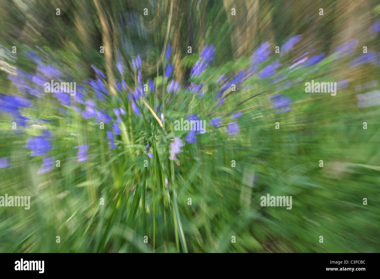 Glockenblumen (gezoomten Exposition) Stockfoto