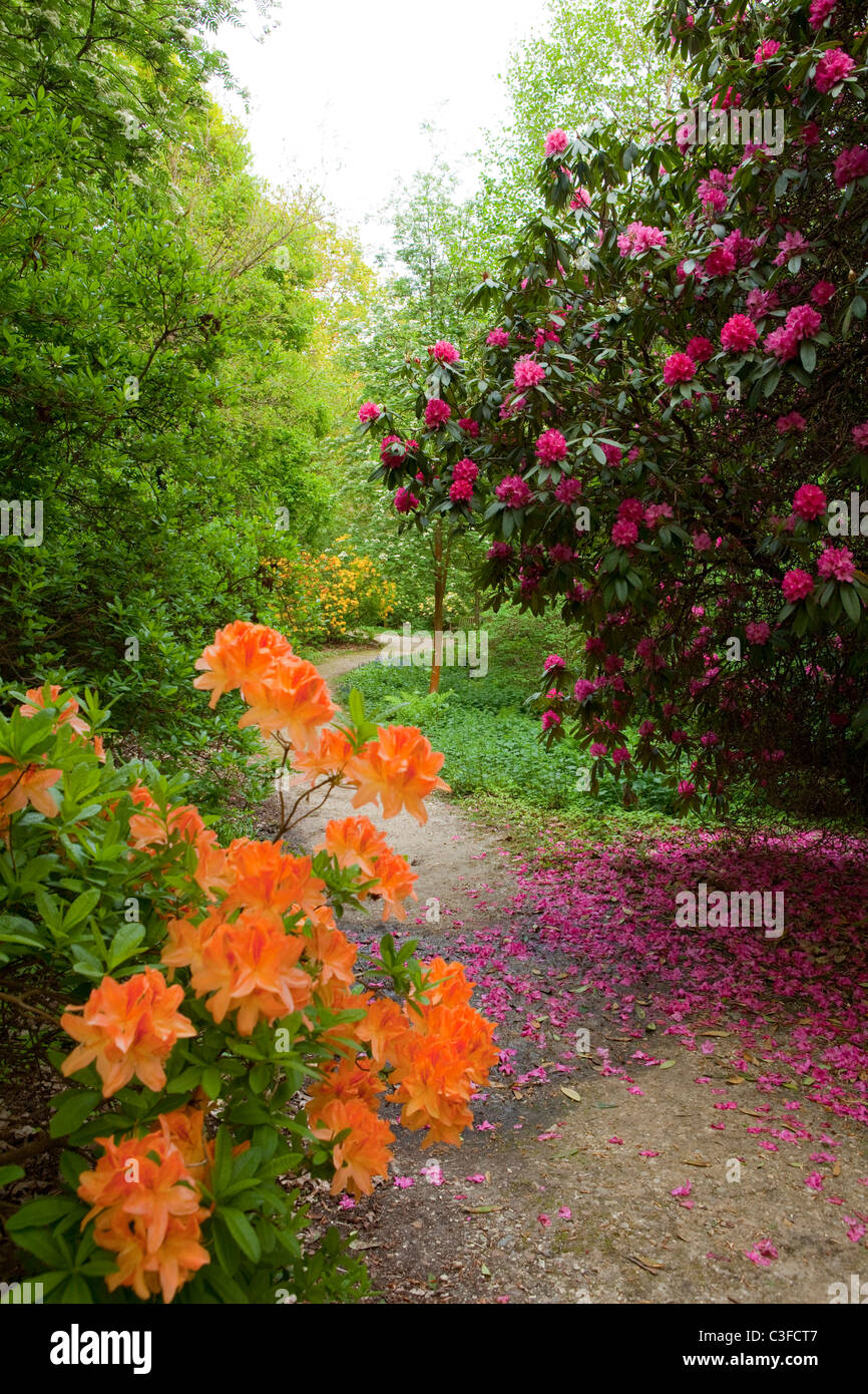 Rhododendron Wald Leith Hill Surrey Hills Stockfoto