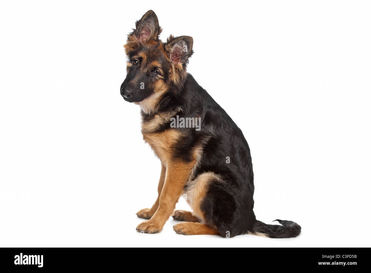 Deutscher Schäferhund Welpen vor einem weißen Hintergrund Stockfoto