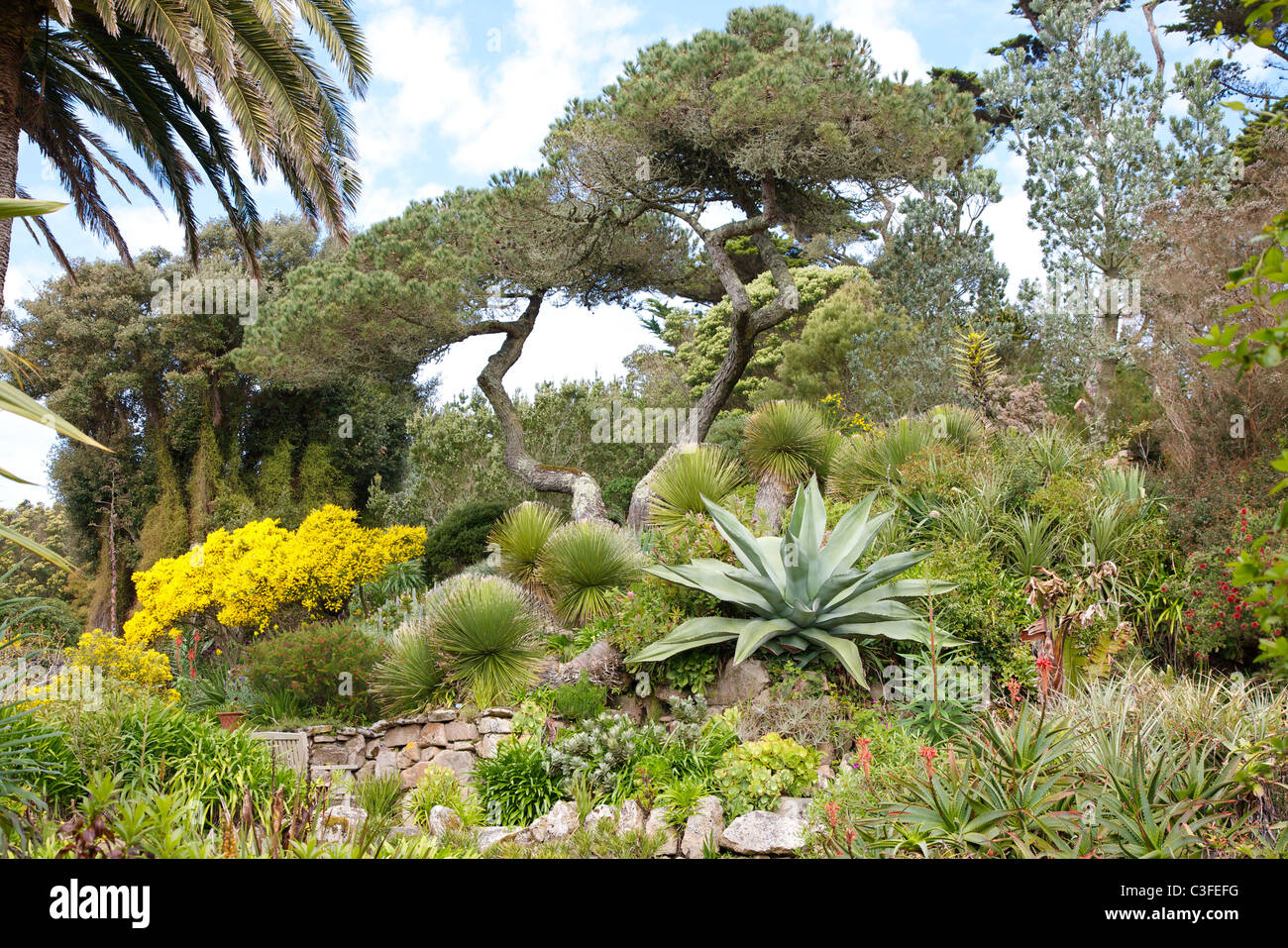 Tresco Abbey Gardens in die Isles of Scilly zeigt üppige mediterranen Vegetation aus Pinien und Aloen Stockfoto