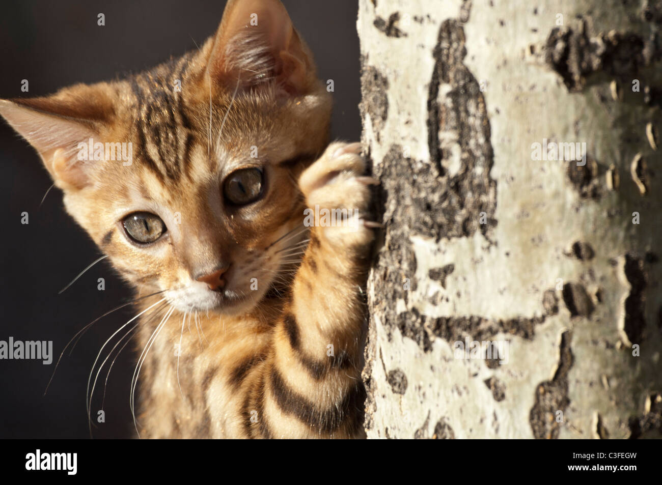 Stock Foto Nahaufnahme einer Bengal Katze klettern ein Espenbaum. Stockfoto