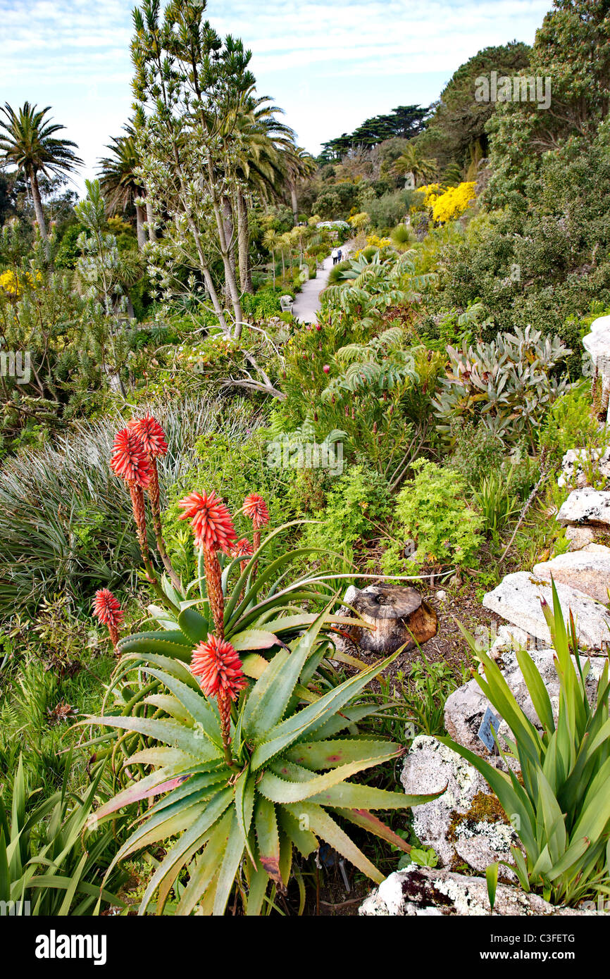 Dachterrasse der Tresco Abtei Gärten in den Isles of Scilly zeigt eine entfernte paar unter üppiger tropischer Vegetation Wandern Stockfoto