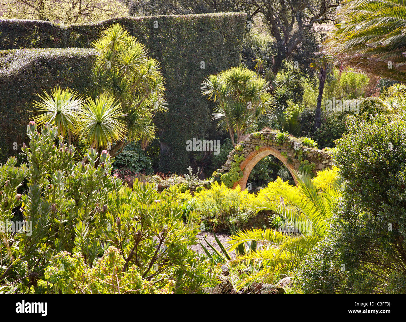 Die zerstörten Benediktinerabtei Bogen umgeben von üppiger tropischer Vegetation in Tresco Abtei Gärten auf den Scilly-Inseln Stockfoto Die zerstörten Benediktinerabtei Bogen umgeben von üppiger tropischer Vegetation in Tresco Abtei Gärten auf den Scilly-Inseln Stockfoto