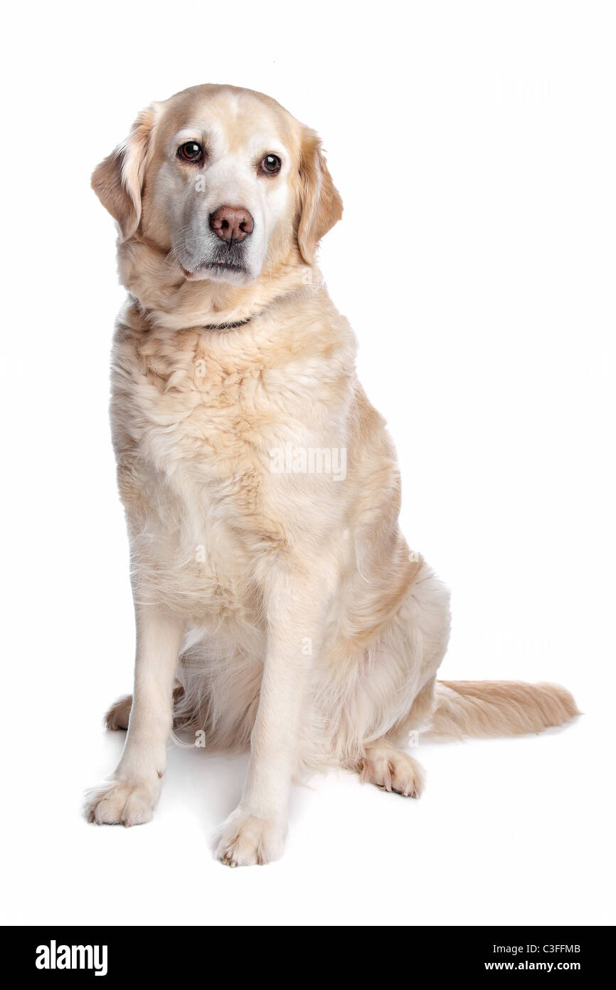 Labrador Retriever vor einem weißen Hintergrund Stockfoto