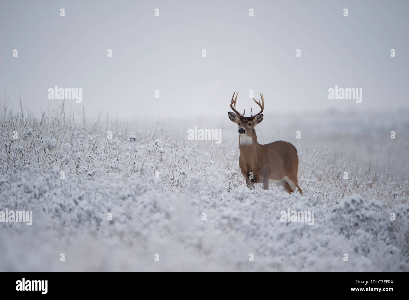 White-tailed Buck im Schnee, Western Montana Stockfoto