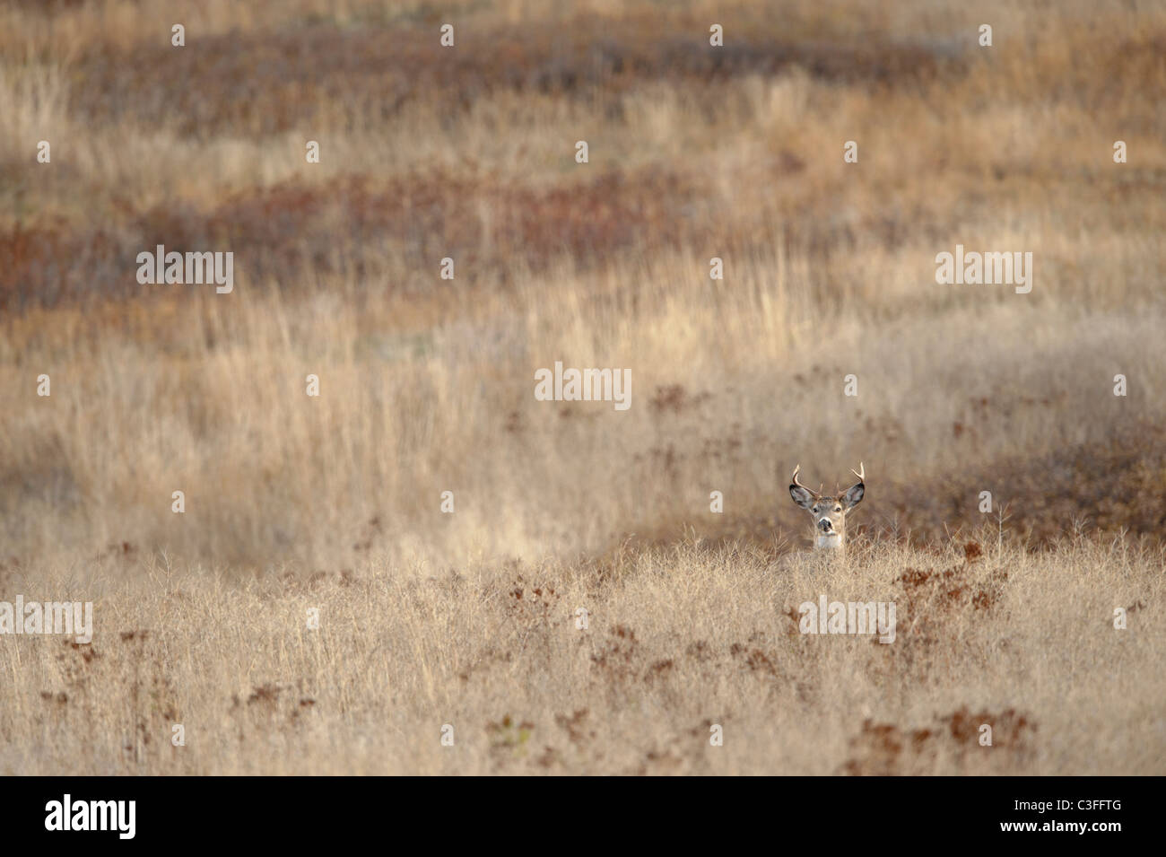 Ein junger weißer Schwanz Buck (odocoileus virginianus) fügt sich gut in die Landschaft der westlichen Montana. Stockfoto
