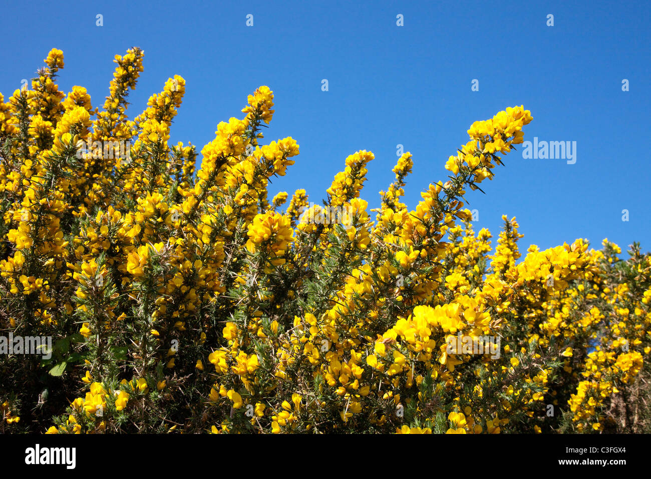 Gemeinsamen Gorse, Ulex Europaeus Busch gelbe Blüten vor blauem Himmel Stockfoto