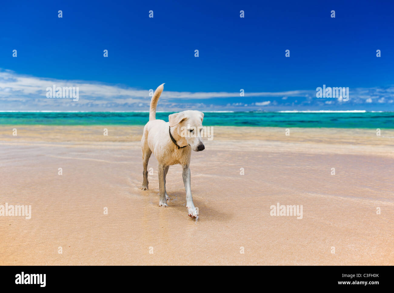 Weiße große Hund auf einen verlassenen tropischen Strand Stockfoto