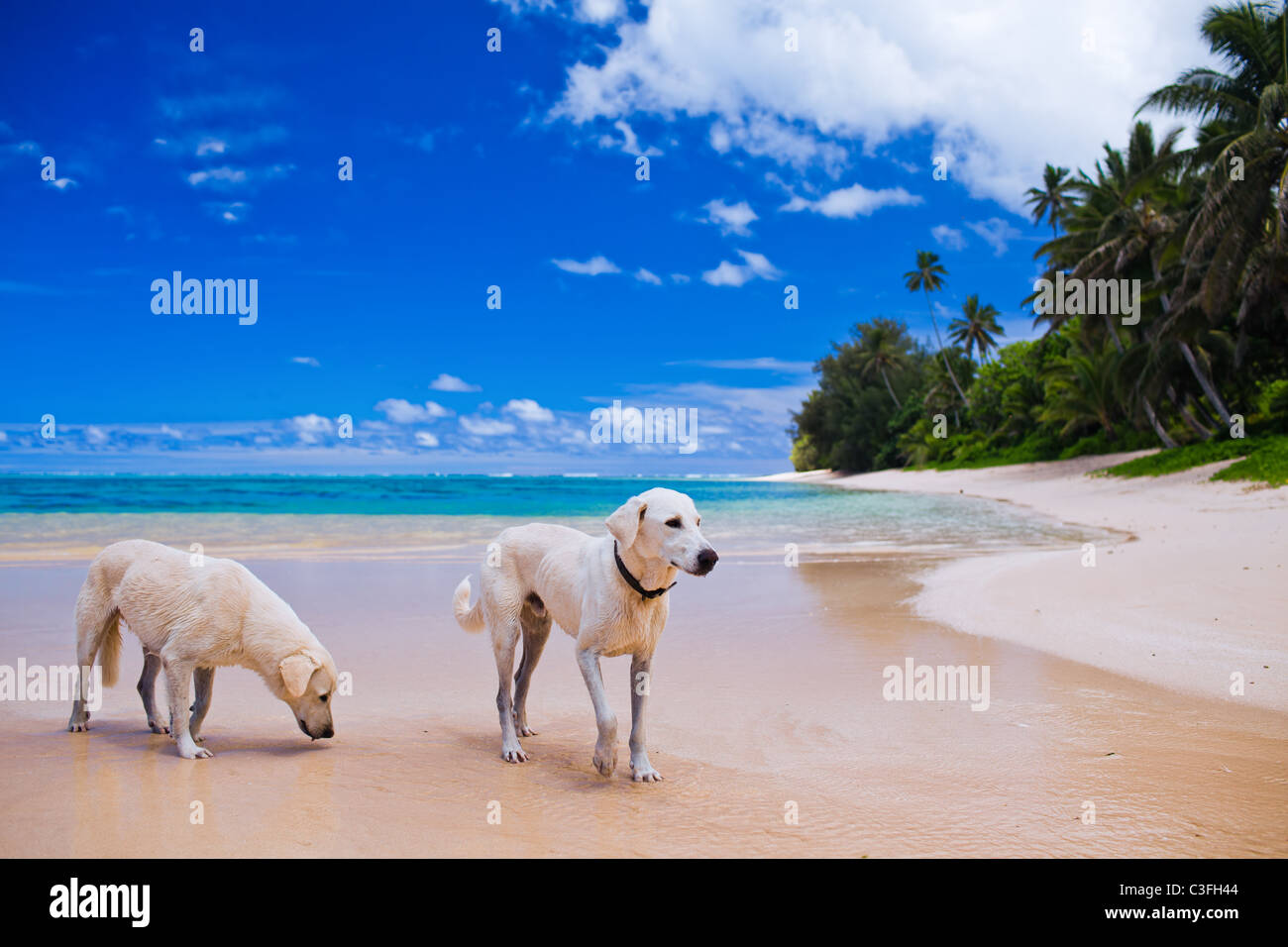 Zwei große Hunde auf einem erstaunlich verlassenen tropischen Strand Stockfoto