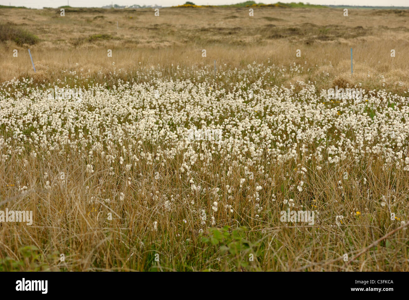 Gemeinsamen Wollgras, Wollgras angustifolium Stockfoto