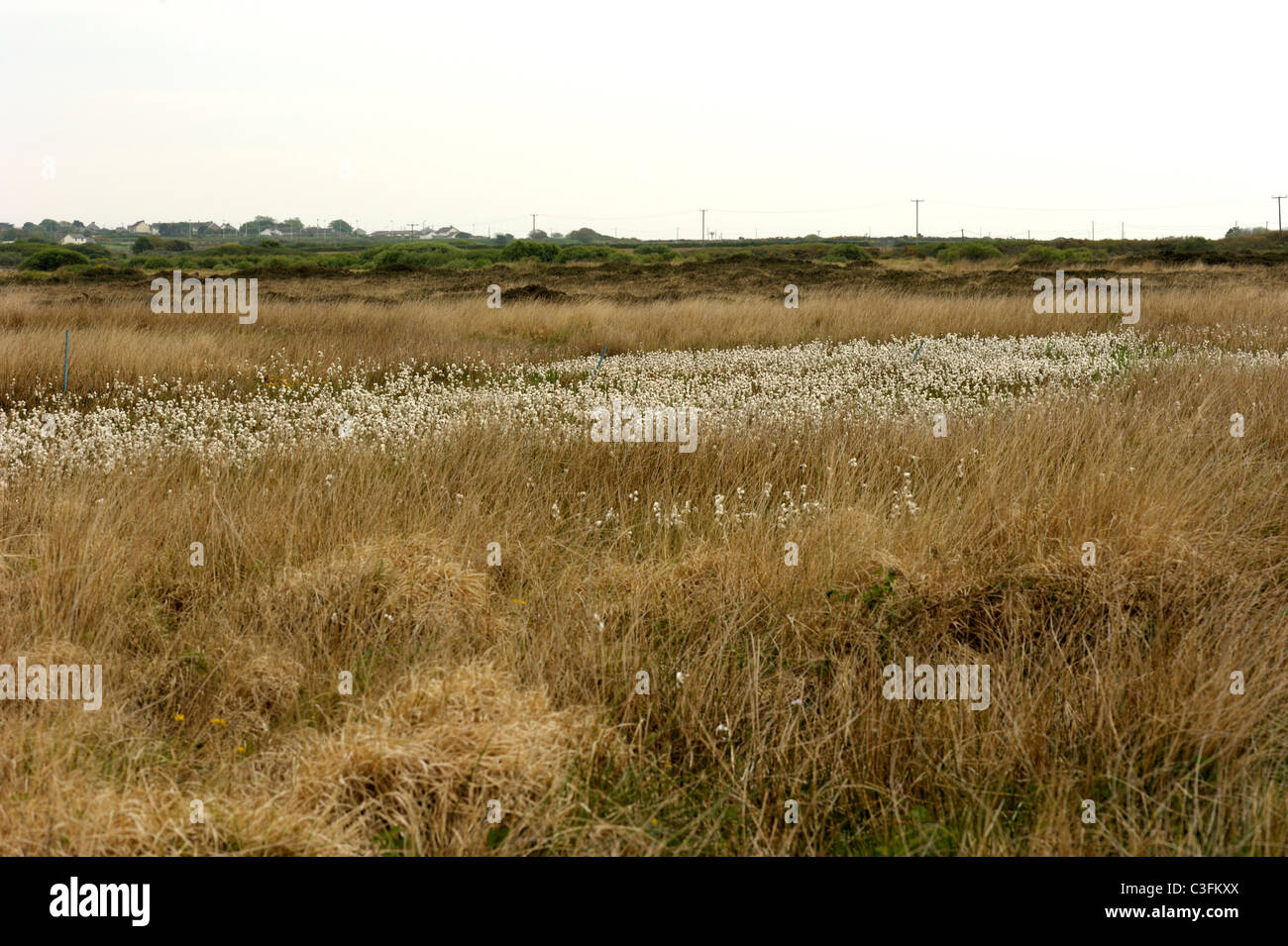 Gemeinsamen Wollgras, Wollgras angustifolium Stockfoto