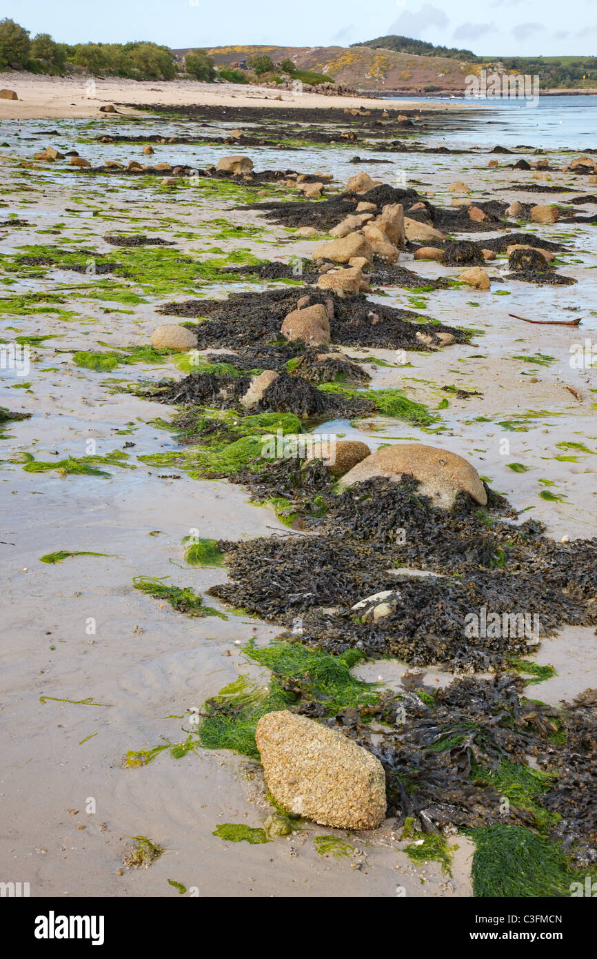 Bronzezeit Granit Feld Begrenzungswände offenbart bei Ebbe in Green Bay auf der Insel Bryher Isles of Scilly bleibt Stockfoto