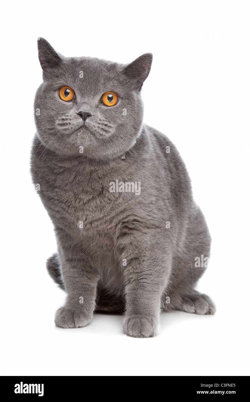 blauen britischen kurze Haare Katze vor einem weißen Hintergrund Stockfoto
