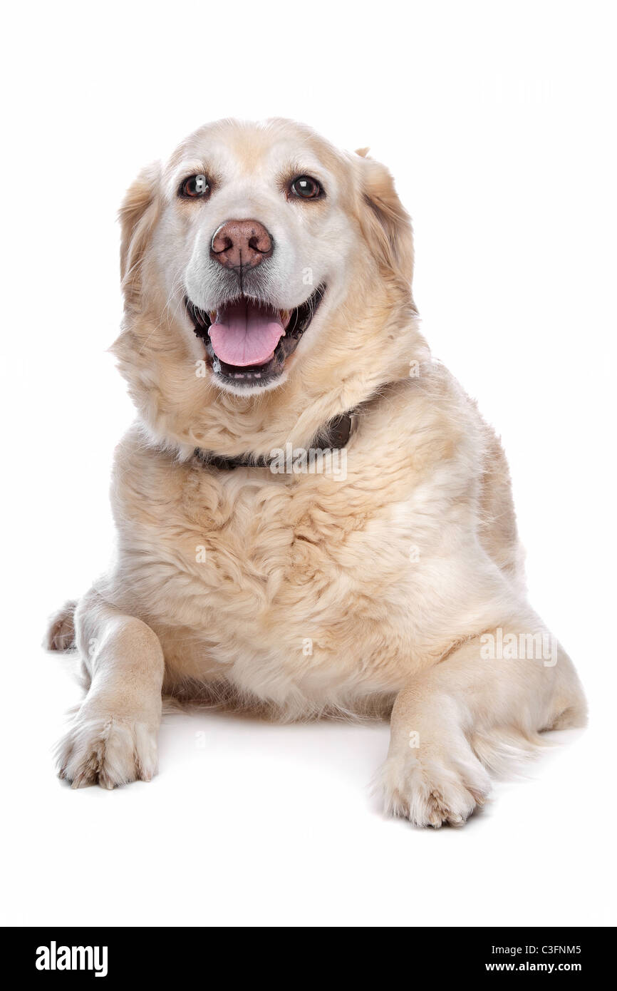 Labrador Retriever vor einem weißen Hintergrund Stockfoto