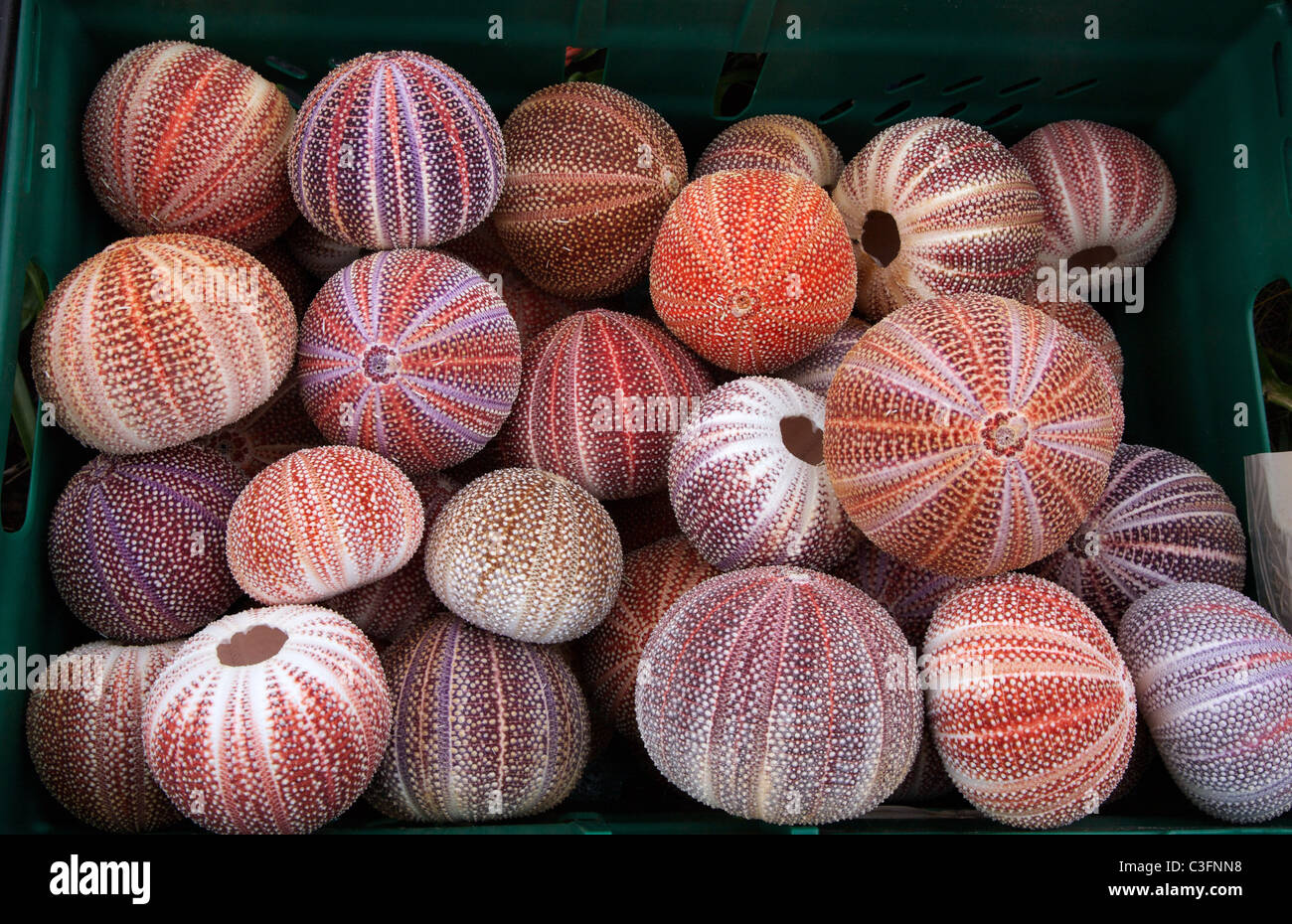 Bunte Sammlung von Seeigel-Schalen für den Verkauf in einer Küstenstadt im Vereinigten Königreich Stockfoto