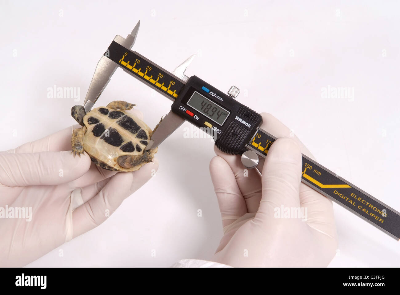 Schildkröte-Messung Stockfoto