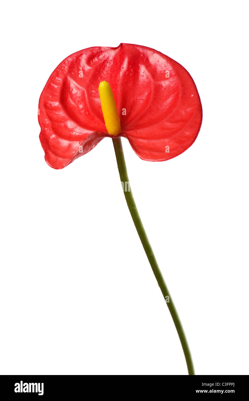 Objekt auf weiß - Anthurium Blumen hautnah Stockfoto