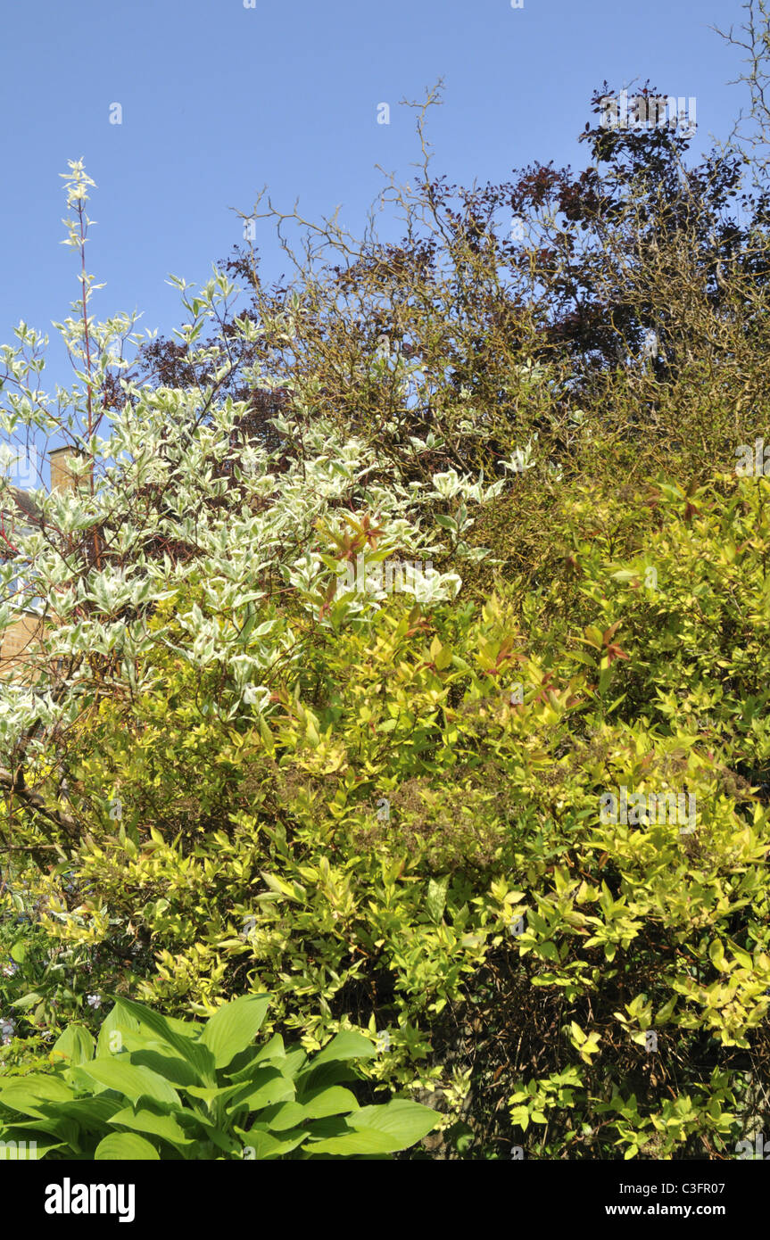 Bunter Frühling Laub. Stockfoto