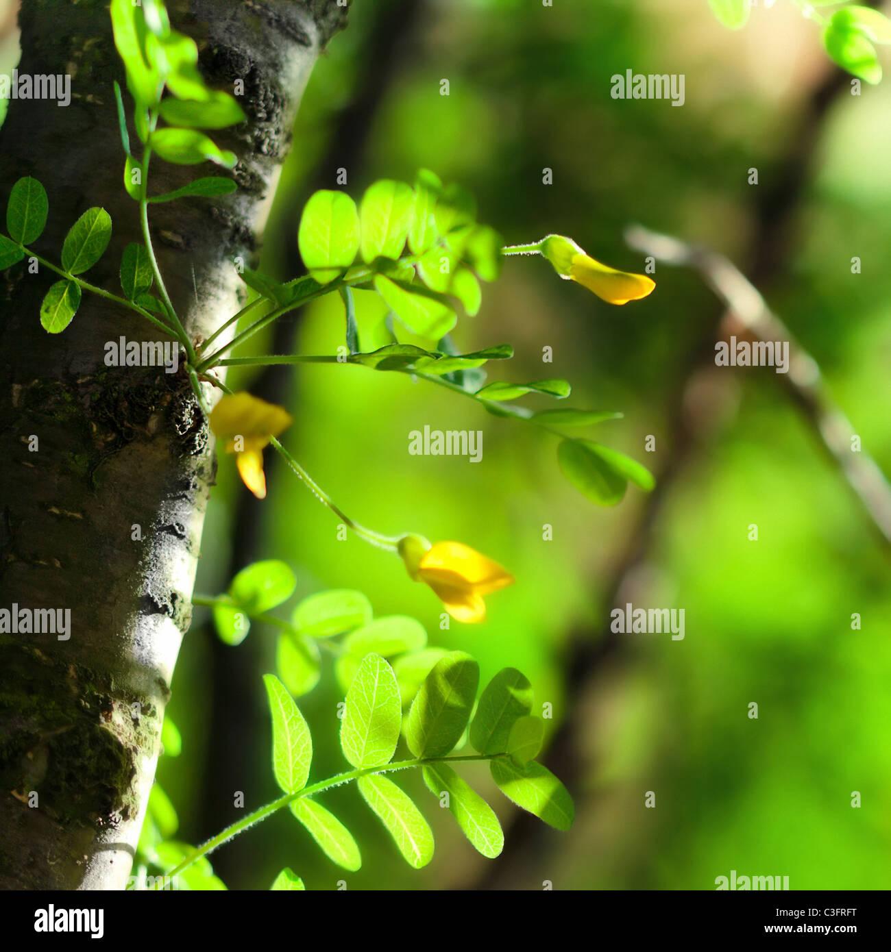 Sommer Hintergrund mit grünen Blättern von Akazien Stockfoto