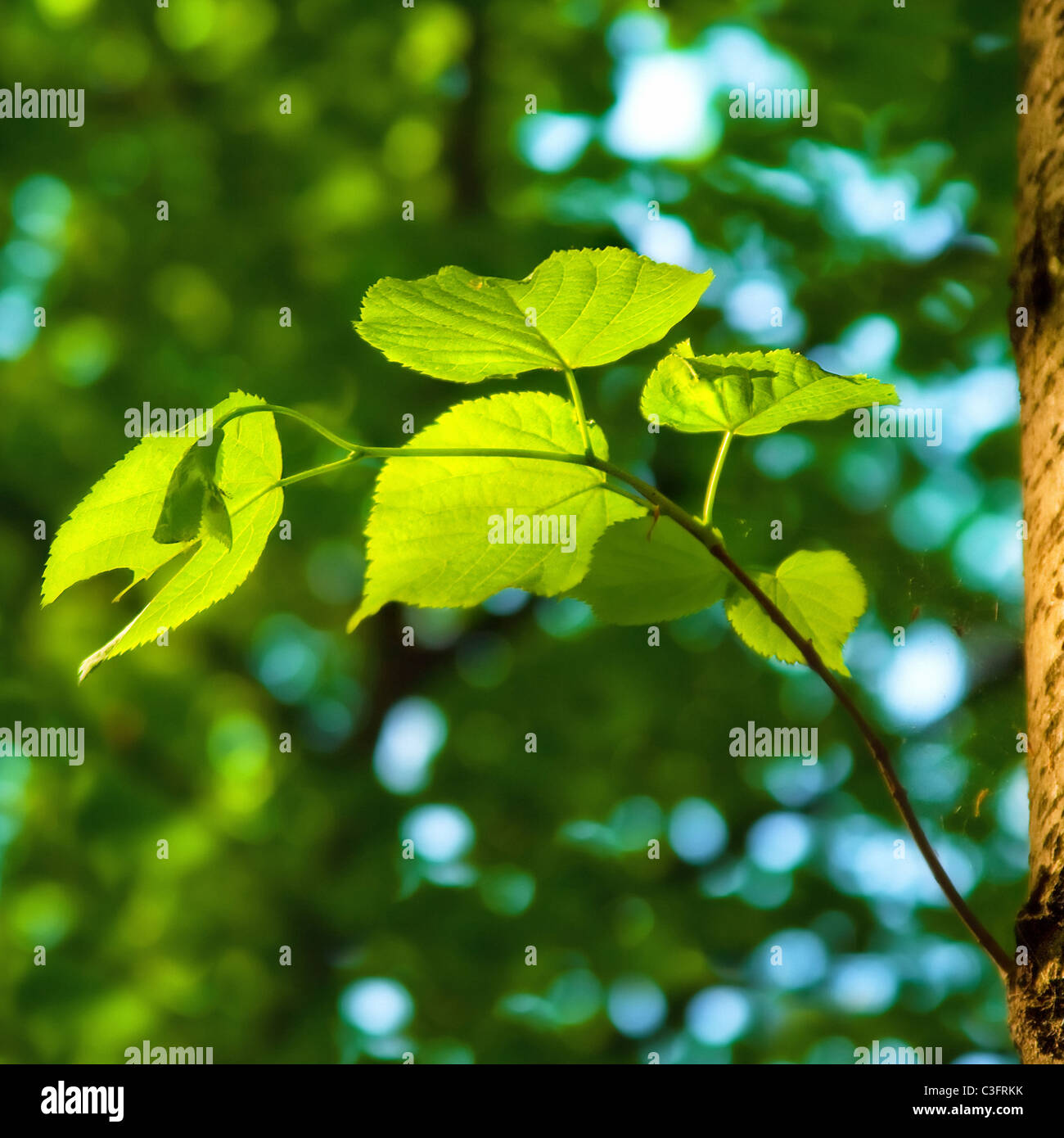Frühlings-Hintergrund mit grünen Blättern der Linde Stockfoto