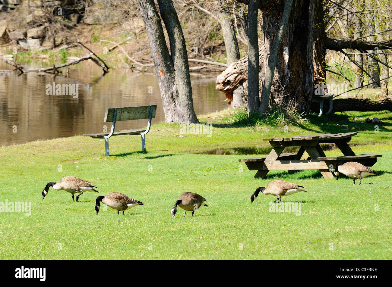 Ärgernis Gänse im Stadtpark in der Nähe von Flussufern versammeln. Stockfoto