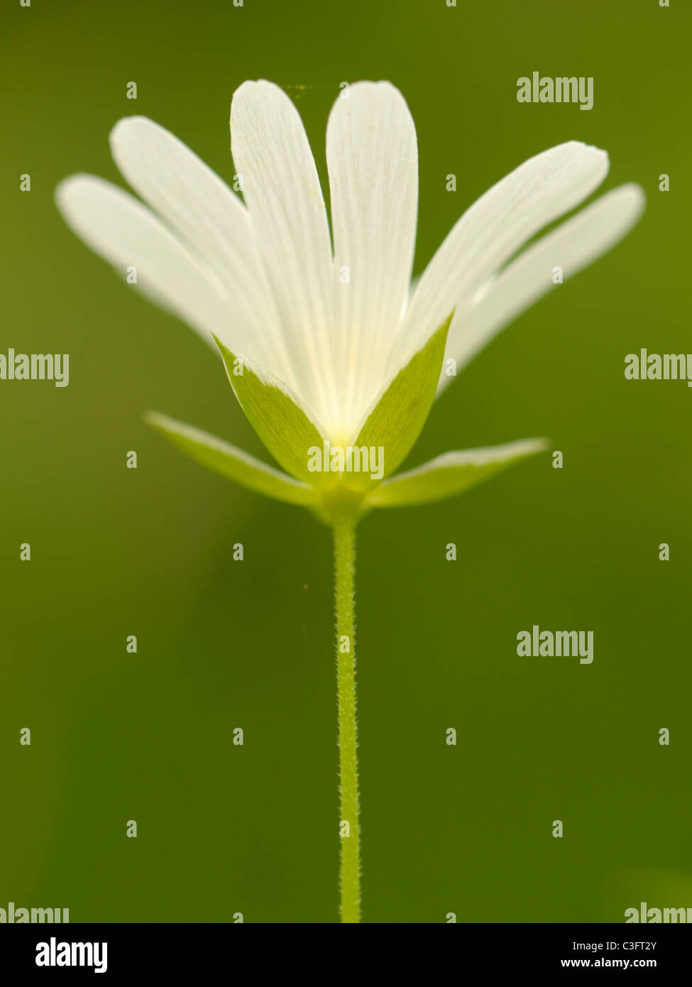 Größere Stitchwort, Stellaria holostea Stockfoto