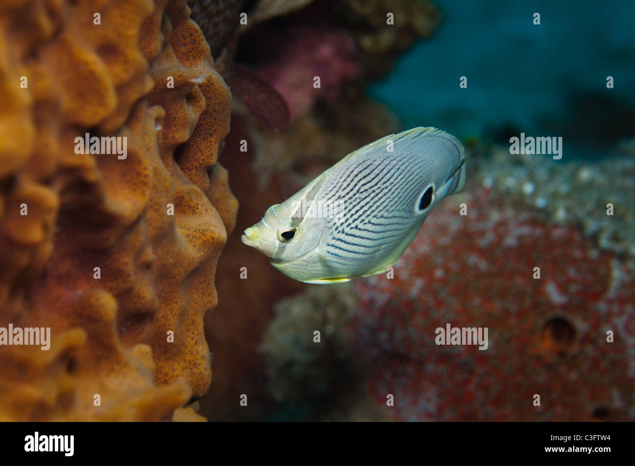 Vier Augen Butterflyfish sind häufig begegnet Kreaturen auf karibische Riffe gefunden. Stockfoto