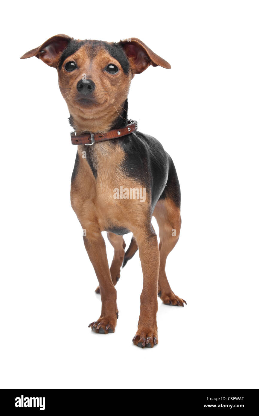 Zwergpinscher vor einem weißen Hintergrund Stockfoto