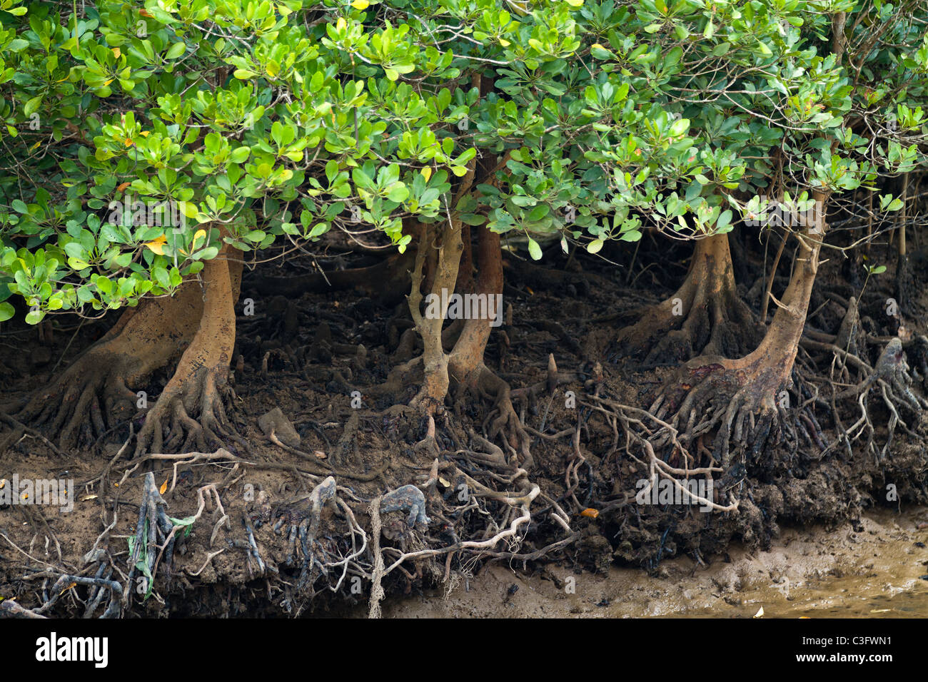 Mangrovenbäume in Thailand Küste in der Nähe von krabi Stockfoto