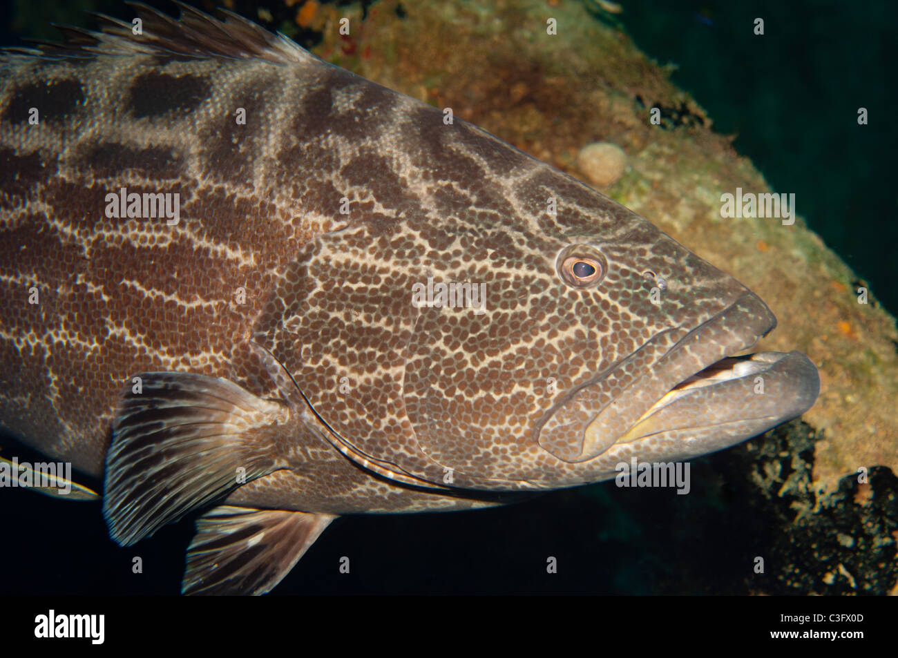 Schwarzen Zackenbarsche sind einige der größeren Raubfischen, die Karibik Riffe zu finden. Stockfoto