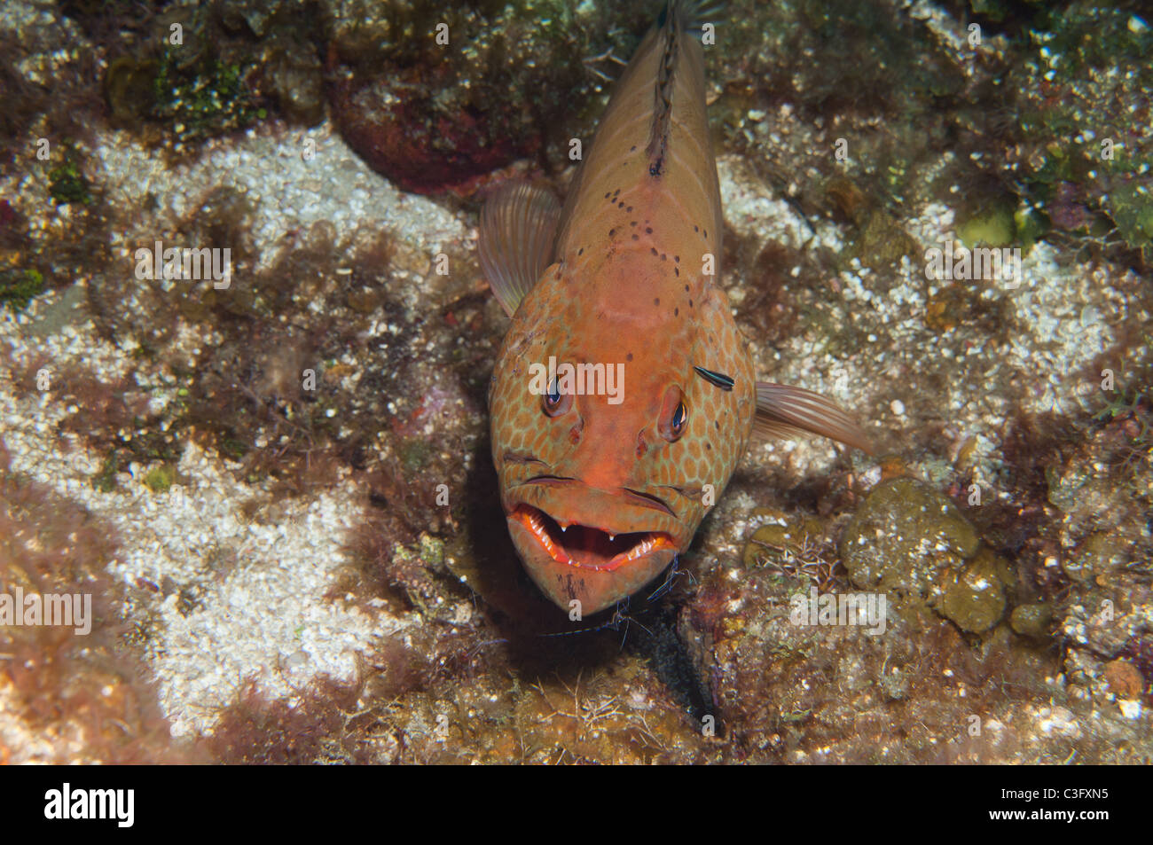 Ein Tiger Zackenbarsch breitet sich seine "Kieme Platten warten Putzerfische zu beenden, die Parasiten aus dem Inneren der Reinigung seiner" Mund Stockfoto